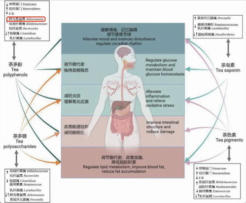 绿茶立大功 复旦研究与科学实测，每日两杯在90天内助力体重减轻与代谢调节